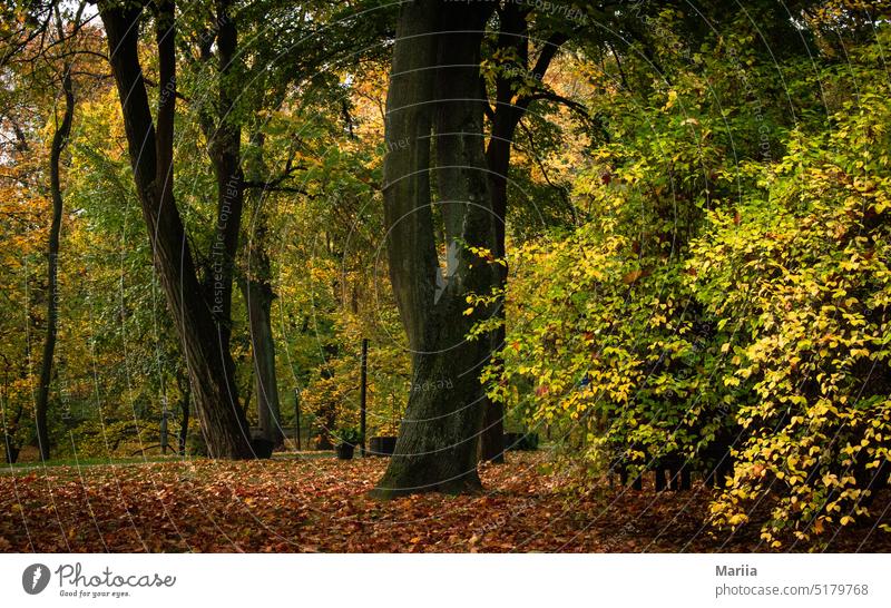 Bunte Herbstlandschaft farbenfroh Landschaft Park drei außerhalb Blatt grün gelb Buchse Hintergrund orange Licht Natur Oktober hell Umwelt Polen warszawa