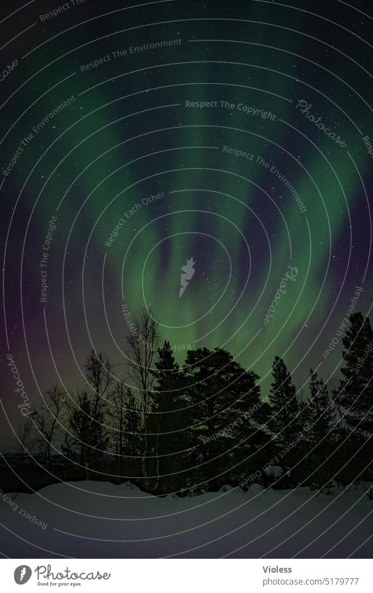 Ab in den Norden - Nordlicht in Schweden II Polarlicht Aurora borealis Sterne Schnee Schneelandschaft verschneit Kälte Nacht Tannen Polarkreis Abisko Lappland