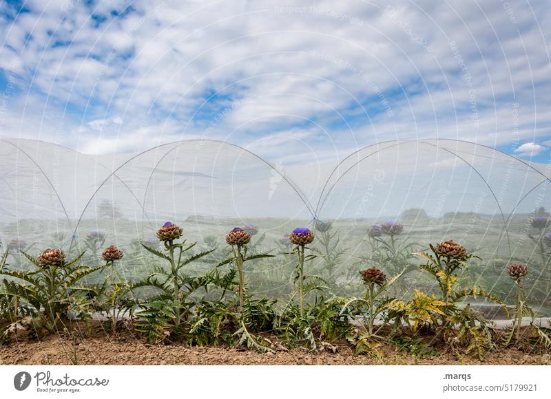 Artischockenanbau Schönes Wetter Wolken Himmel Netz Feld Gemüse Diät Nutzpflanze Vegetarische Ernährung Vegetarier Wurzelgemüse Natur Pflanze Ackerbau