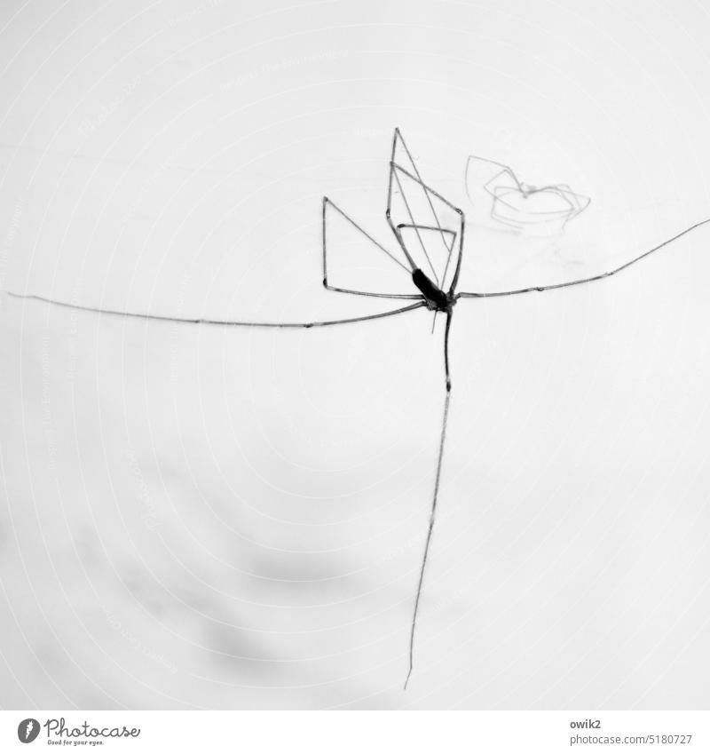 Sterbender Schwan Spinne Totes Tier Nahaufnahme Beine dünn lang Wildtier Detailaufnahme abstrakt Hintergrund neutral hängend schwerelos Tierporträt Menschenleer