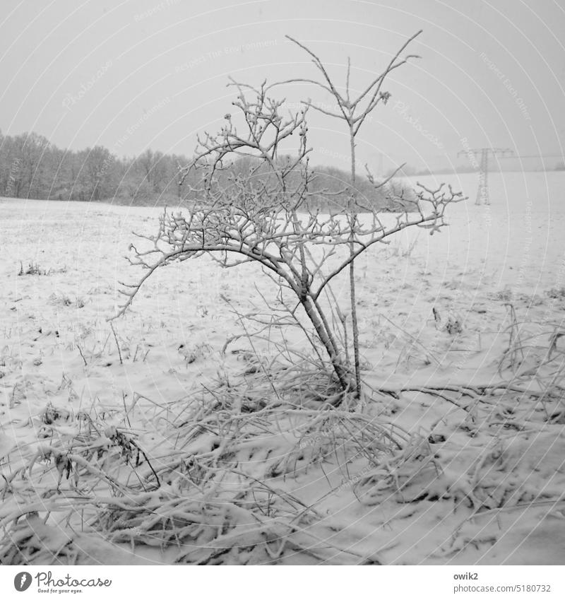 Überzuckert Strauch Winterlandschaft Schneedecke Wintertag Melancholie Ferne Winterstimmung Schönes Wetter Schneelandschaft Feld Bäume Menschenleer kühl Weite