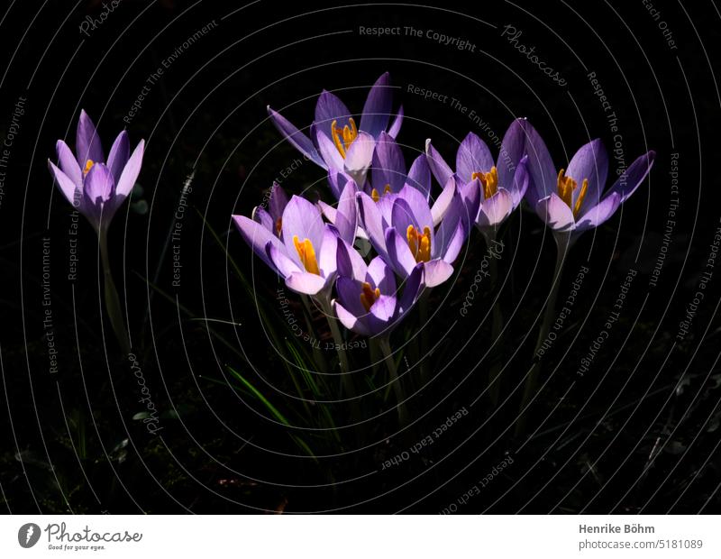 Krokusse im Sonnenlicht vor dunklem Hintergrund theatralisch Frühling Frühlingsgefühle Frühblüher Jahreszeiten Pflanze dramatisch lila violett Blüte Blühend