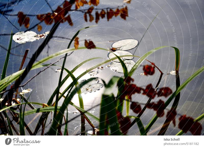 Seerosenblätter und Gräser in einem See an einem sonnigen Tag Sonne Seerosenblatt Natur grün Teich Pflanze Farbfoto Wasserpflanze