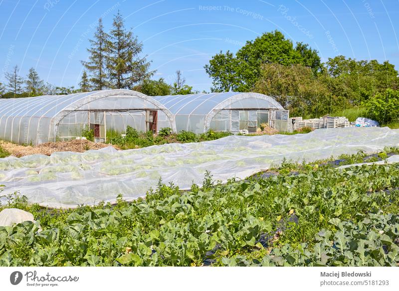 Foto eines Bio-Gemüsebetriebs mit Gewächshäusern in der Ferne. Ackerbau Bauernhof organisch Gewächshaus Ernte Natur Himmel Bodenbearbeitung grün ländlich