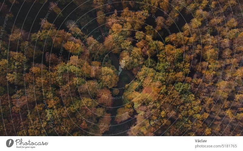 Luftaufnahme eines Wanderwegs zwischen orange-roten Wäldern bei Sonnenuntergang in den slowakischen Wäldern. Ein Herbstmärchen. Vielfalt und Farbenpracht der Natur