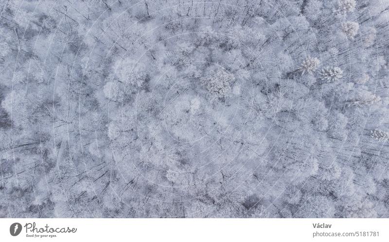 Verschneiter, unberührter Wald in den Beskiden auf einem Luftbild im Osten der Tschechischen Republik. Weiße Landschaft weiß Perspektive Minimalismus
