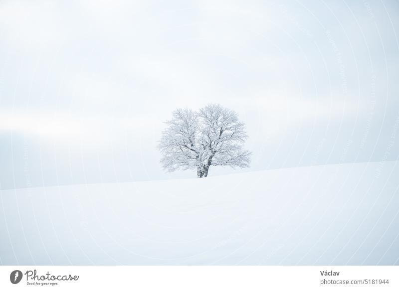 Historischer monumentaler Baum mit Schnee bedeckt und ein reines, unberührtes Schneefeld. Minimalismus in der Natur. Sanftes Licht. Alleinstehender Baum. Kozlovice Beskydy, Tschechische Republik