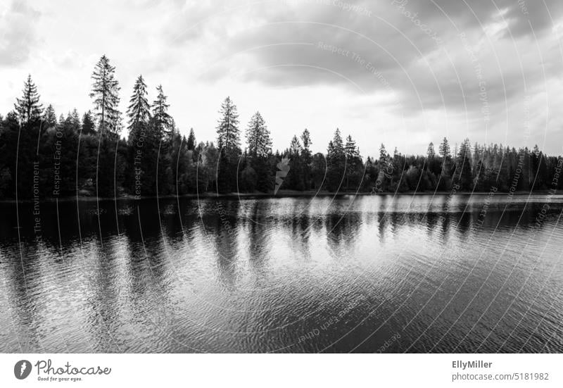 Landschaft im Harz am Hasenbacher Teich. Wald See Natur Reflexion & Spiegelung Umwelt Wasser Idylle friedlich Seeufer Wasserspiegelung Ruhe Außenaufnahme