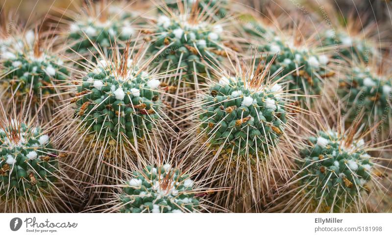 Braungrüne Kakteen in Nahaufnahme. Kaktus Hintergrund Pflanze stachelig spitz Stacheln braun Botanik Natur Detailaufnahme natürlich botanisch stechend