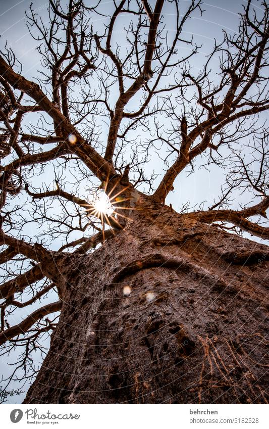 knorrig Gegenlicht Sonnenstern Sonnenlicht Zweige u. Äste Baumstamm Außenaufnahme epupafalls Affenbrotbaum Baobab Klimawandel Dürre Trockenheit trocken
