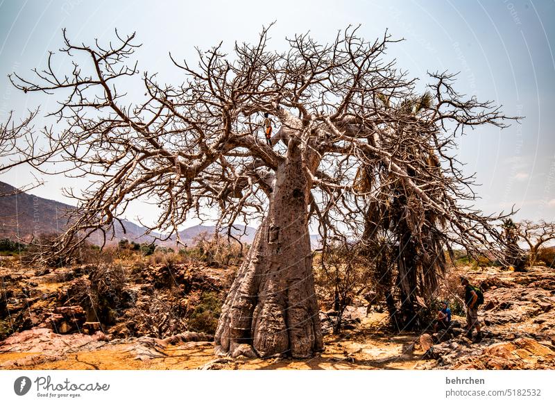 affenbrotbaumliebe Zweige u. Äste Außenaufnahme Baumstamm epupafalls Affenbrotbaum Baobab Klimawandel Dürre Trockenheit trocken Ferne Afrika Farbfoto Namibia