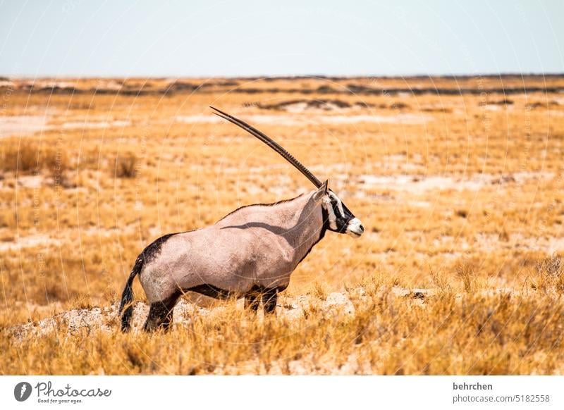 ich nehm dich auf die hörner Antilope Oryx beeindruckend besonders Wärme Himmel Abenteuer Freiheit Ferien & Urlaub & Reisen Landschaft Natur Fernweh reisen