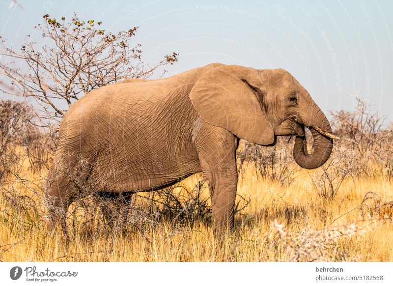 mächtig gewaltig Elfenbein Stoßzähne Elefant Rüssel etosha national park Etosha Etoscha-Pfanne Wildtier fantastisch außergewöhnlich Wildnis wild frei Tier