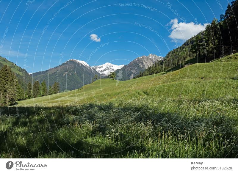 Malerische Landschaft in den Alpen der Wanderregion Passeiertal in Südtirol , Italien Berge Gebirge Textfreiraum Wiese Blumen Idylle idyllisch einsam Gipfel
