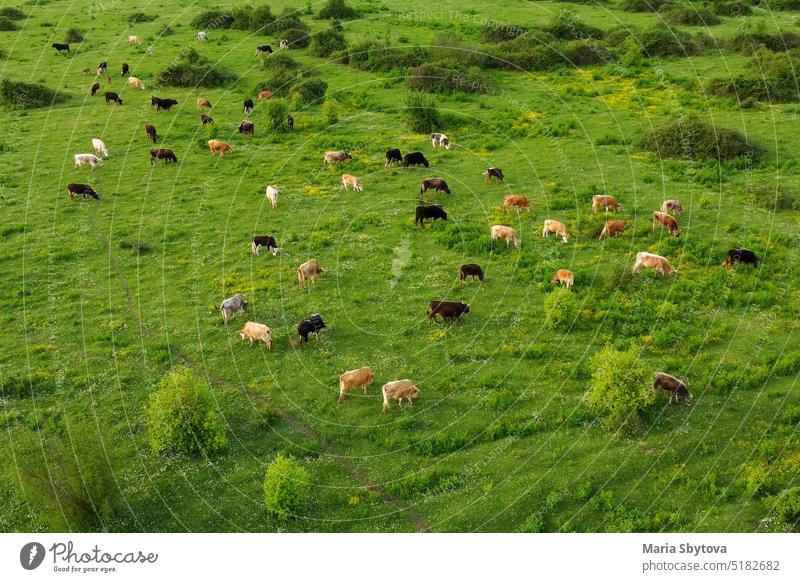 Luftaufnahme einer Drohne mit frei grasenden Kühen auf einer natürlichen Weide in Europa. Milchviehbetrieb. Wachsender Viehbestand. Kuh Feld Tal Dröhnen Ansicht