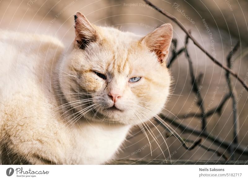 eine beigefarbene, flauschige Katze mit schmutzigen Ohren und blauen, geraden Augen Katzen-Nahaufnahme beigefarbene Katze Porträt Natur Hintergrund schön Tier