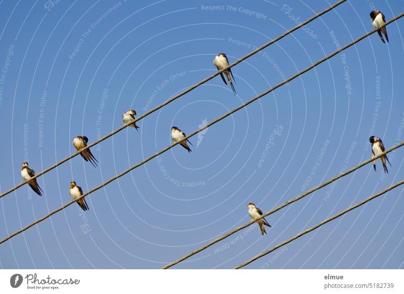 Neun junge Schwalben auf vier Freileitungen vor einem blauen Himmel / Zugvögel Stromleitung Eine Schwalbe macht noch keinen Sommer Zugvogel Vogel Wildtier