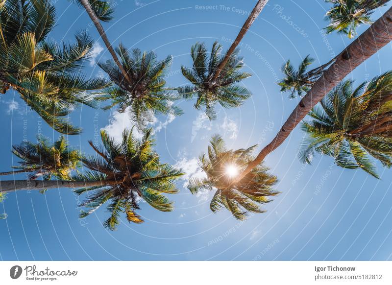 blauer Himmel und Palmenwipfel mit Sonnenlicht, Hintergrund palawan tropisch Zenith Handfläche Meer Paradies Pflanzen retro Szene Landschaft MEER Silhouette