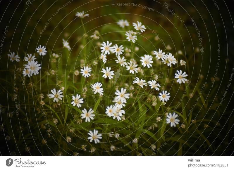 Kleine weiße Blümchen leuchten aus dem Dunkel im Wald Sternmiere zart blühen klein Stellaria Blume Wiese zierlich filigran blühend viele Blüte Mai Juni