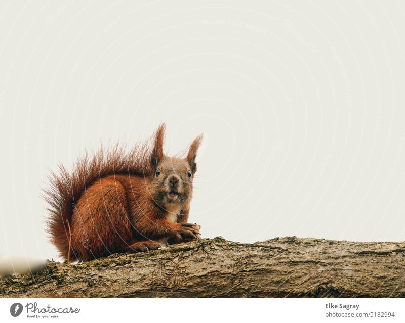 Lachendes  Eichhörnchen blickt freundlich in die Kamera Tier Natur niedlich Baum Fell braun Außenaufnahme Ast Sciurus vulgaris Nahaufnahme Tiergesicht Blick