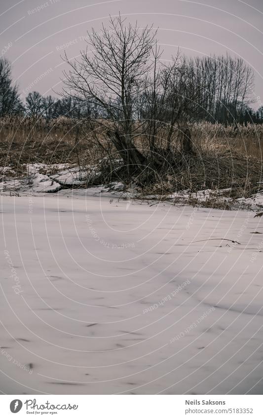 langsam geht der Winter weg Eis mit Eis bedeckt Flussufer Spätwinter Vorfrühling kaputter Baum trockenes Gras Schilfrohr trüber Himmel langweilige Landschaft