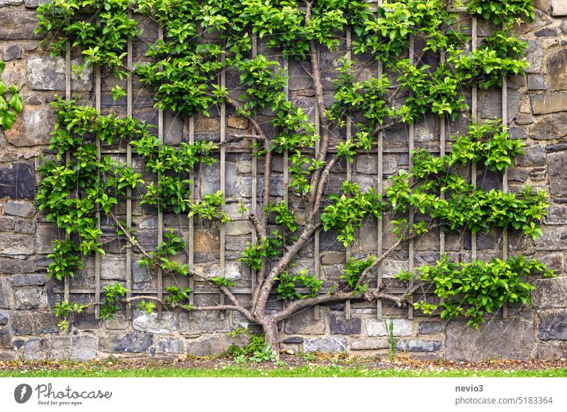Kletterpflanze, die auf einem Holzgerüst wächst, das an einer alten Steinmauer in einem Park befestigt ist Aufsteiger Steinwand Jardi Botanic Garten Wachstum