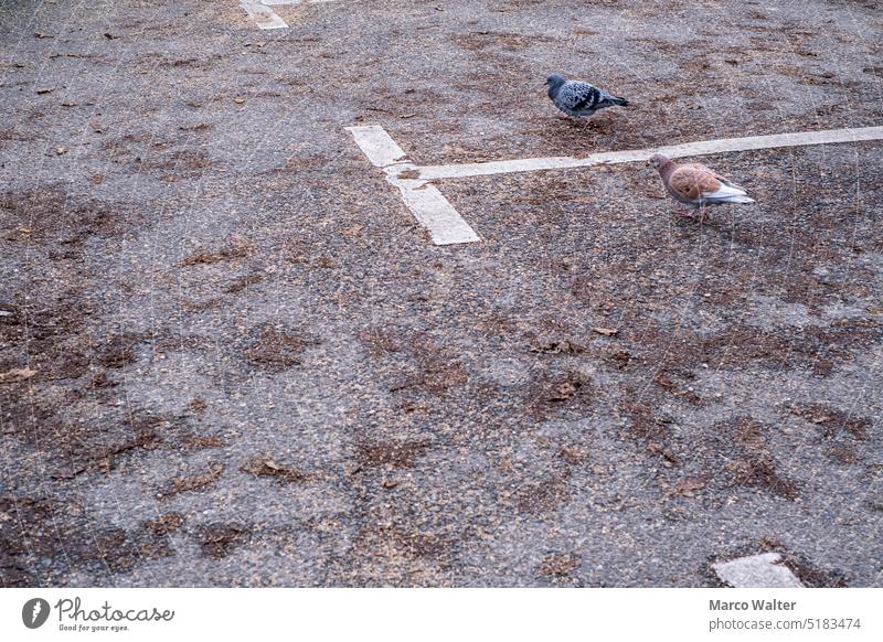 Tauben-Paar auf Parkplatz Stadt Straße parken Asphalt Farbfoto Außenaufnahme Zeichen Wege & Pfade