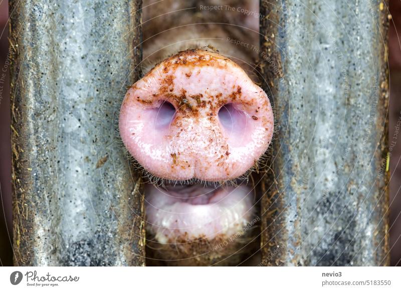 Schwein, das in einem Stall steht und seine Schnauze zwischen die Metallstangen des Geheges drückt Fleischmarkt Fleischpreise Billigfleisch Massentierhaltung
