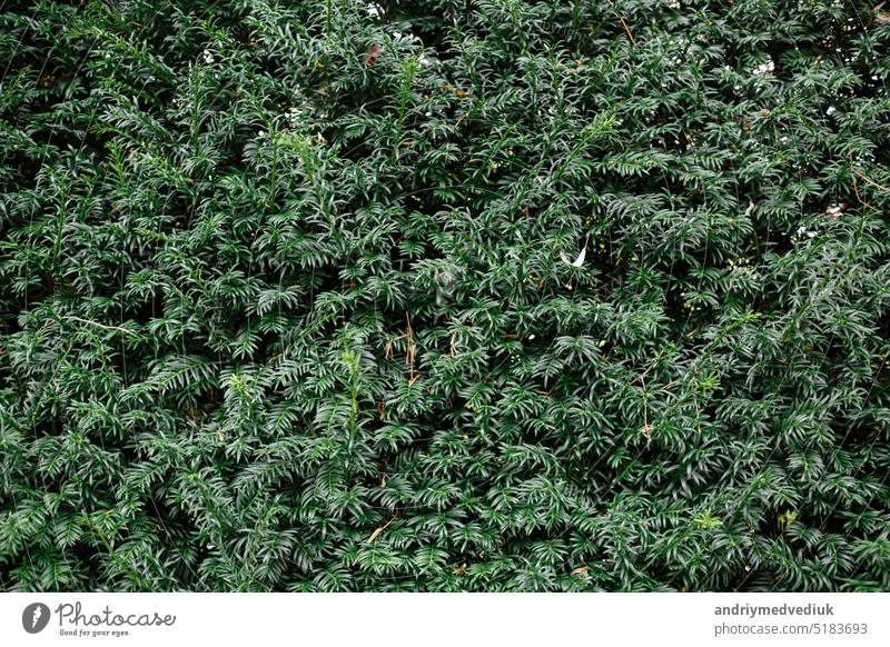 Grüne Blätter Hintergrund oder die natürlich Wände Textur Ideal für den Einsatz in der Gestaltung gerecht. Blatt Garten Naturbegriff abstrakt Frühling