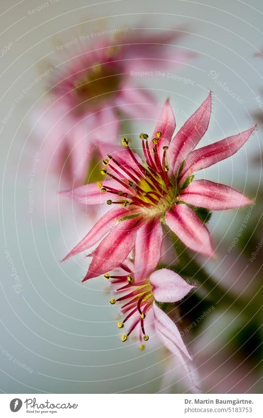 Sempervivum  arachnoideum, Hauswurz oder Dachwurz, Blüten Spinnwebhauswurz blühen Sukkulente sukkulent alpin Crassulaceae Dickblattgewächse