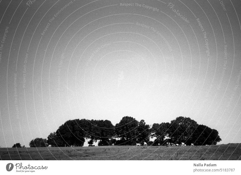 Baumgruppe und Kühe analog Analogfoto schwarzweiß Schwarzweißfoto Flora Fauna Tier Kuh Gruppe Landschaft Idylle Natur Olympus XA2