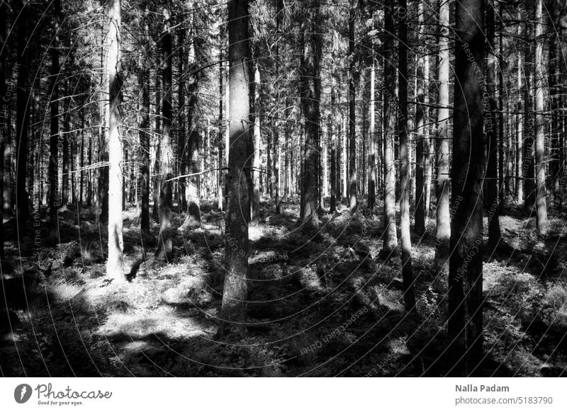 Licht und Schatten im Wald analog Analogfoto schwarzweiß Schwarzweißfoto Flora Baum Gruppe Lichtung Außenaufnahme