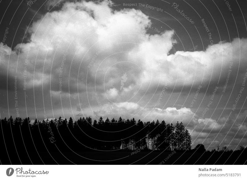 Fading Forest analog Analogfoto schwarzweiß Schwarzweißfoto Flora Baum Wald Himmel Wolken Steling