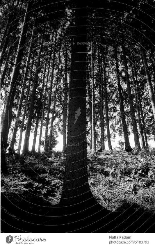 Baum im Wald analog Analogfoto schwarzweiß Schwarzweißbild Flora zentriert Natur Linie dunkel Vordergrund aufrecht senkrecht Gruppe einzeln