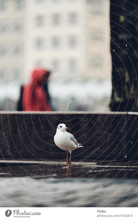 Möwe steht im Regen Hamburg Rathausplatz Tier Vogel nass feucht Tropfen Norddeutsch weiß gefieder Pfütze Stein Boden Innenstadt gehen grau schlechtes Wetter