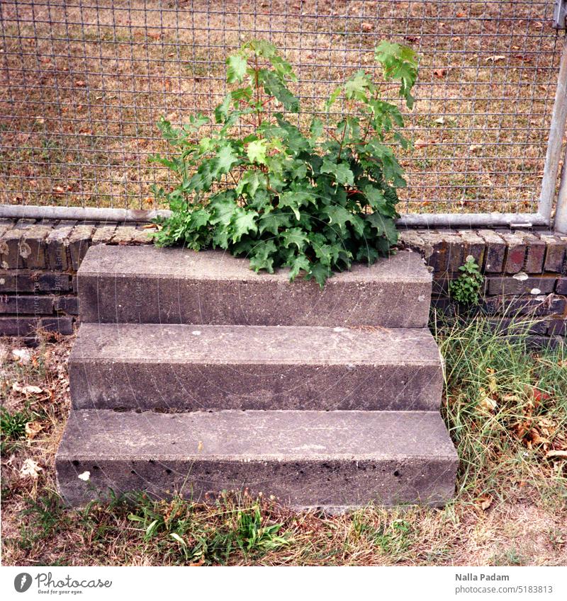 Drei Stufen, ein junges Gewächs und ein Zaun im Zusammenspiel analog Analogfoto Farbe Farbfoto Treppe Beton Pflanze Flora Begrenzung Hindernis Außenaufnahme Tag