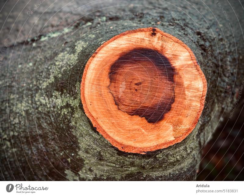Krankes Buchenholz Baum Wald Herbst Natur Außenaufnahme Umwelt Pflanze Menschenleer tot Holz Baumstamm Forstwirtschaft Klima Totholz Zerstörung Abholzung Bäume