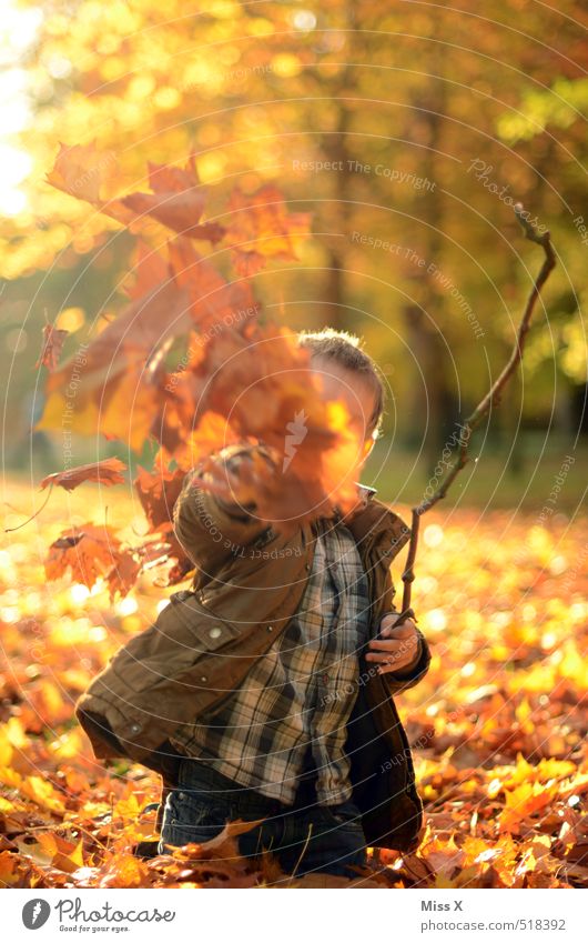 Auf die Fotografin Freizeit & Hobby Spielen Kinderspiel Mensch Kindheit 1 3-8 Jahre Natur Herbst Blatt Garten Park Wald werfen frech Fröhlichkeit Gefühle