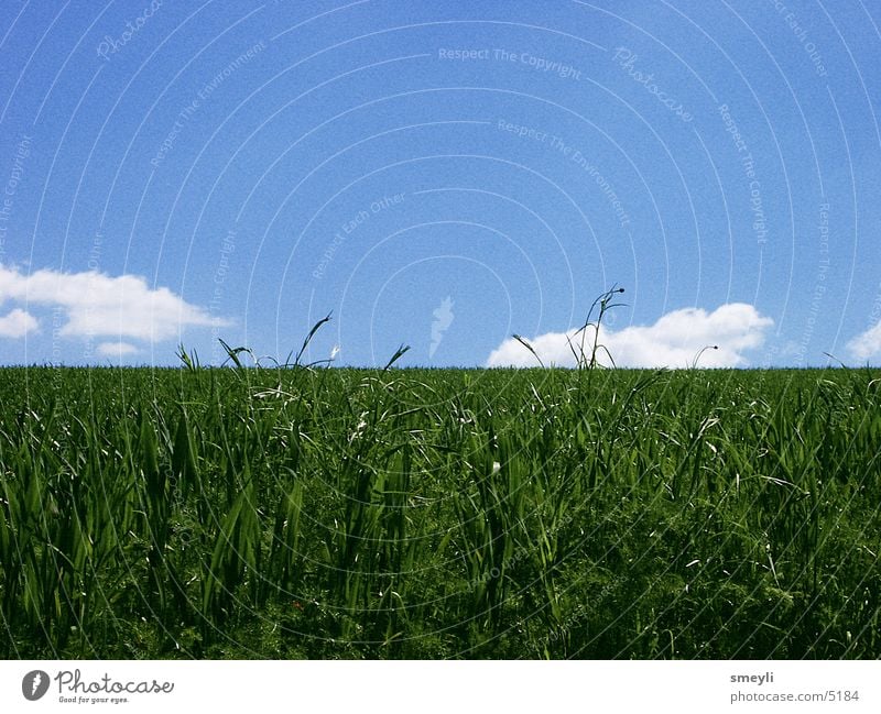 Hinterm Horizont geht's weiter Wiese Gras Wolken Einsamkeit ruhig Zufriedenheit grün Park Himmel Natur blau