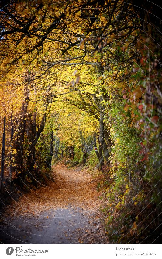 gehe doch du voran Umwelt Natur Landschaft Herbst Pflanze Baum Sträucher Blatt Park atmen beobachten Denken Erholung Fitness zeichnen rennen blau braun gelb