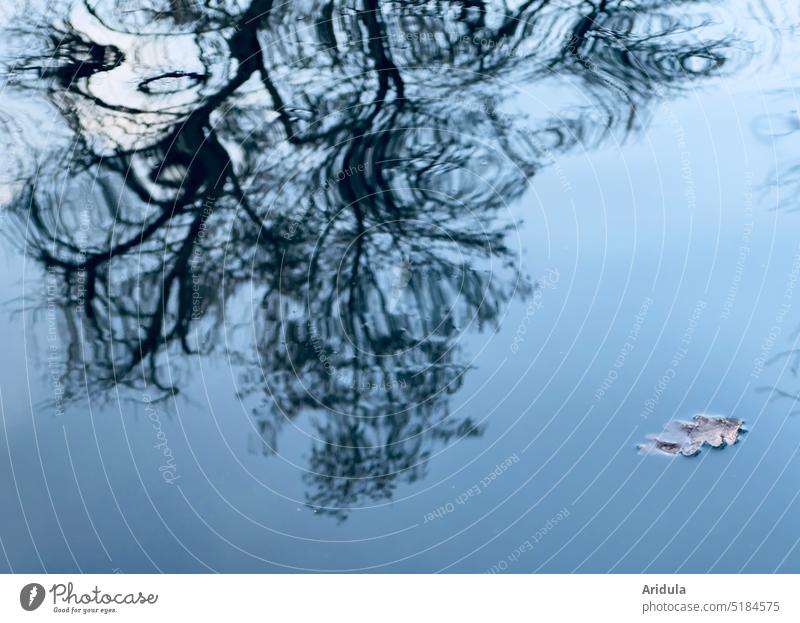 Blatt auf Wasseroberfläche mit Baumspiegelung Buche See Teich Spiegelung Reflexion & Spiegelung Natur Wasserspiegelung friedlich Ruhe Außenaufnahme ruhig Herbst