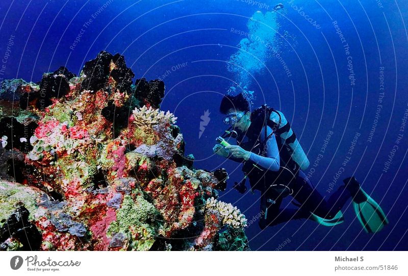 Tauchen tauchen Korallen Ferien & Urlaub & Reisen Unterwasseraufnahme