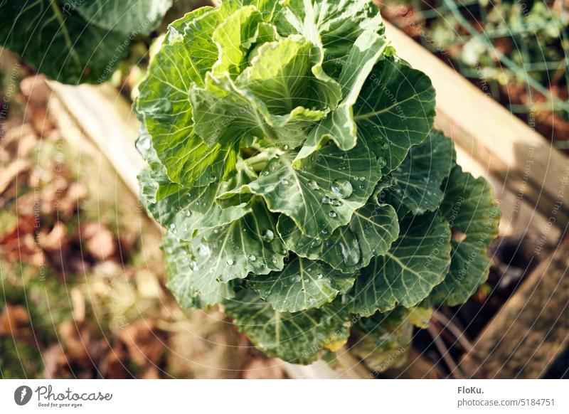 Rosenkohlstaude im Winter Pflanze Gemüse Garten Ernährung Lebensmittel grün Farbfoto frisch Bioprodukte Vegetarische Ernährung Diät Nahaufnahme Gesundheit