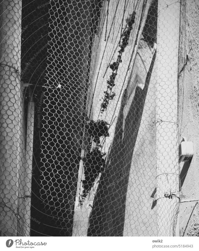 Lückenlos Gebäude Mauer Wand Haus Gang schmal unklar eng Detailaufnahme Gebäudeteil Schleuse Sonnenlicht Schatten Menschenleer Schwarzweißfoto Gitter Durchblick