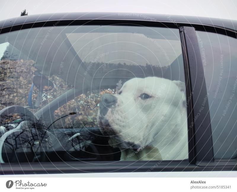 Ein großer, weißer Hund mit schwarzer Schnauze schaut vom Fahrersitz eines kleinen Kleinwagens aus auf die Straße aus dem Autofenster heraus Fahrzeugführer