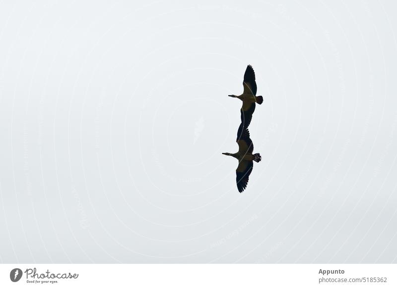 Ein Pärchen von Nilgänsen (Alopochen aegyptiaca) im Paarflug quasi „händchenhaltend“, das heißt Flügel an Flügel,  im lichten Himmel Nilgans Händchen halten