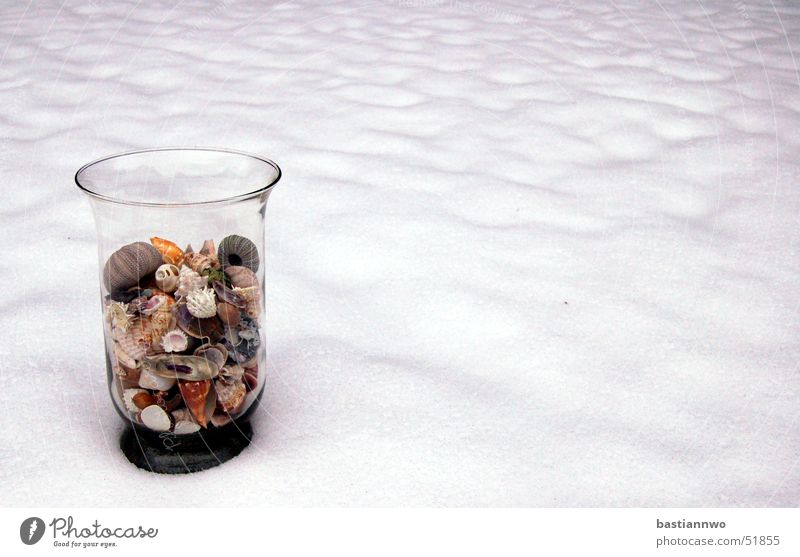 Schneemuscheln kalt Muschel Winter Seeigel Glas