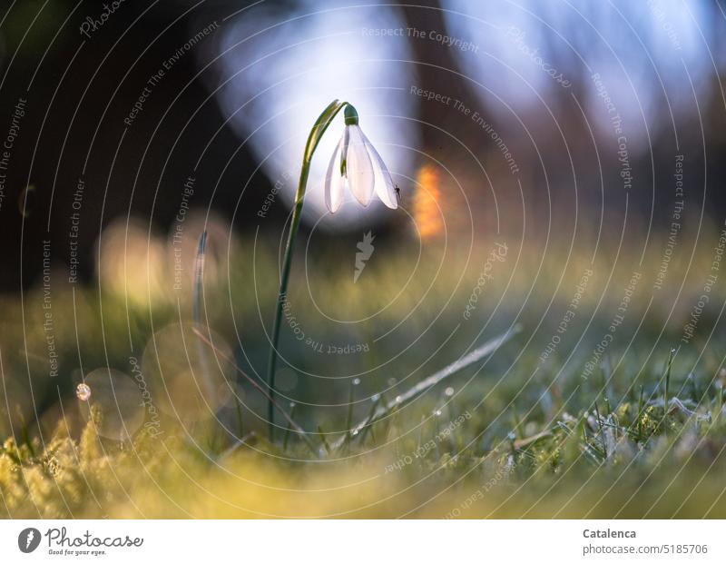 Ein einzelnes Schneeglöckchen, Galanthus nivalis Weiß Grün Tageslicht Garten verblühen Blume Pflanze Flora Natur Gras Moos wachsen Frühling Blüte Himmel