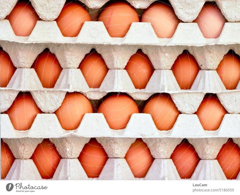 Ostern kann kommen Eier Eierpaletten Eierproduktion Eier färben Osterei Ostereier Eierschale Tradition Feste & Feiern rund Frühling Huhn Ernährung rohe Eier