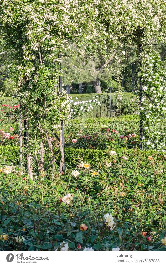 Schöner Rosengarten im Sommer Hintergrund schön Schönheit Blütezeit botanisch hell Farbe Dekoration & Verzierung dekorativ Design Flora geblümt Blume frisch